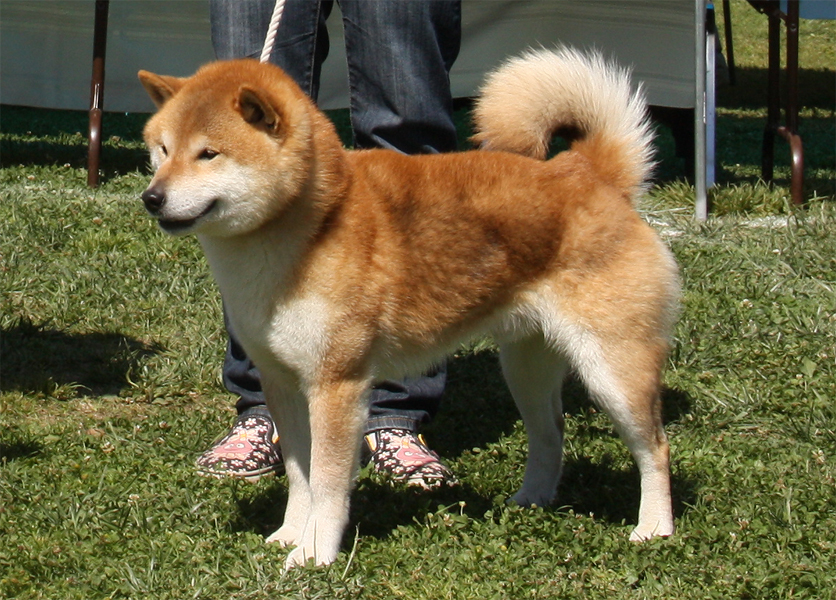 Hauoli shibas shop